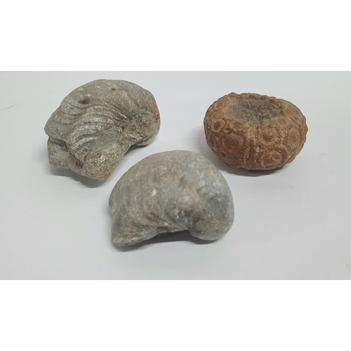 8 - Three fossilised shells including a complete Long-spine Slate Pen Sea Urchin (Cidaris cidaris),

The... 