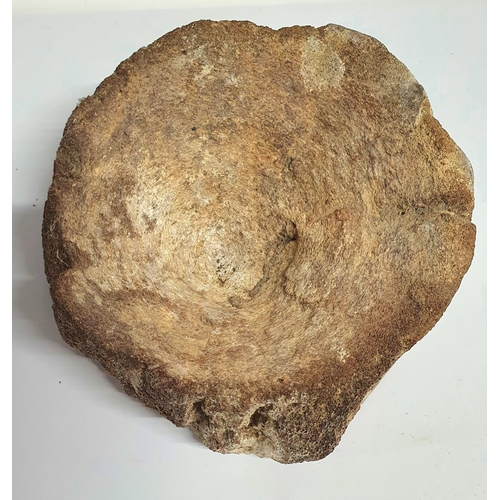 9 - Jurassic period Dinosaur vertebrae, believed to be from a Sauropod.