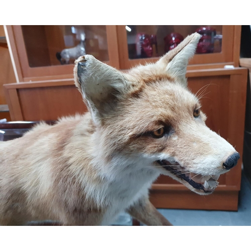 77 - Large taxidermy fox standing on a log