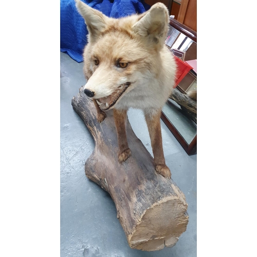 77 - Large taxidermy fox standing on a log