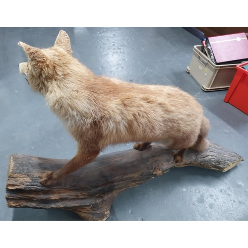 77 - Large taxidermy fox standing on a log