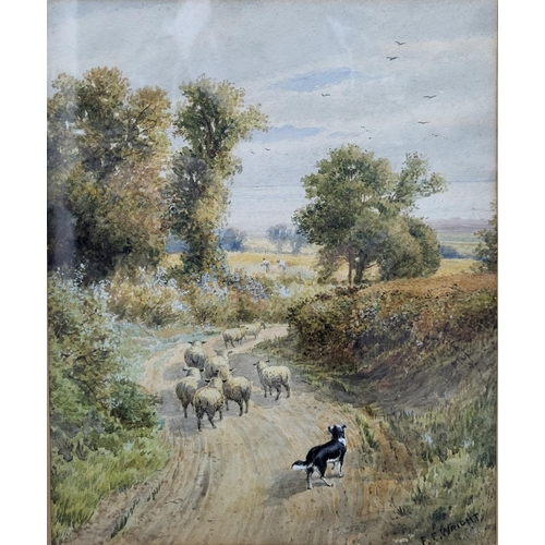 443 - F P Wright, Edwardian watercolour 