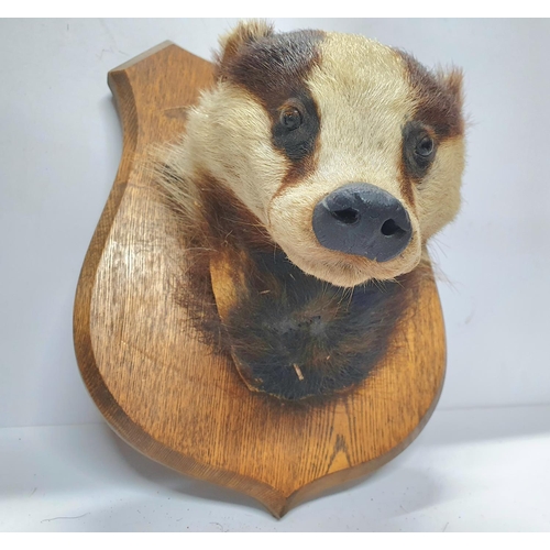 90 - Taxidermy - Badgers head on a wooden 