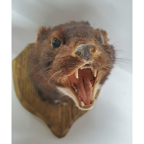 205 - Taxidermy - Weasel head on a wooden 