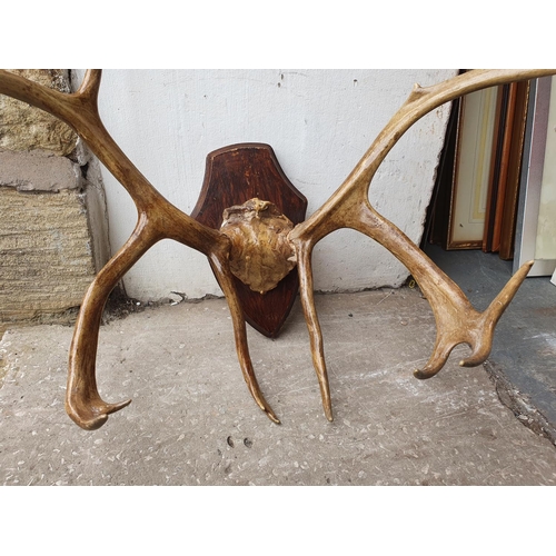 231 - Pair of mounted Antler horns