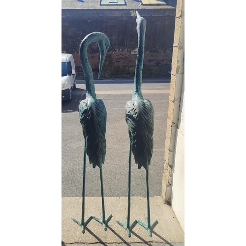 377 - Pair of large bronze Herons, largest is approx 170cm tall (2)