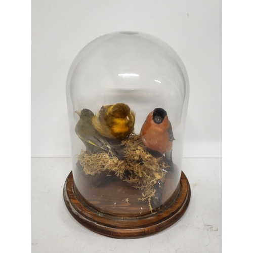 293 - Taxidermy of Three birds in a glass dome, measuring 35cm high, dome base - 20cm diameter