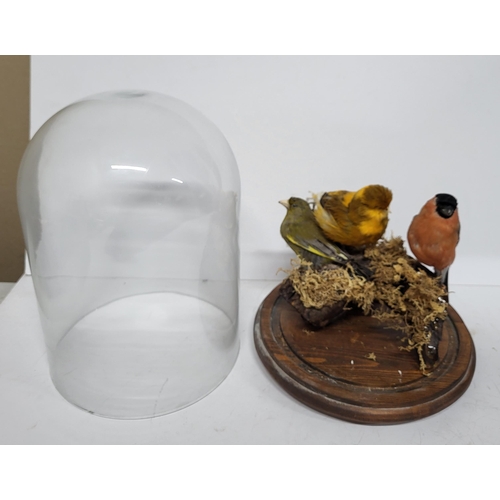 293 - Taxidermy of Three birds in a glass dome, measuring 35cm high, dome base - 20cm diameter