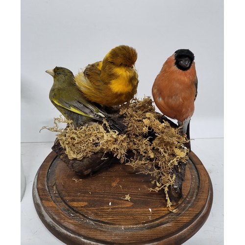 293 - Taxidermy of Three birds in a glass dome, measuring 35cm high, dome base - 20cm diameter