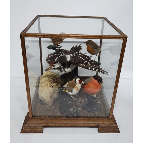 294 - Taxidermy of various birds and animals inside a wooden, glass display box