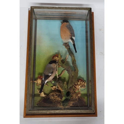 295 - signed taxidermy of two birds on a branch dated 1987