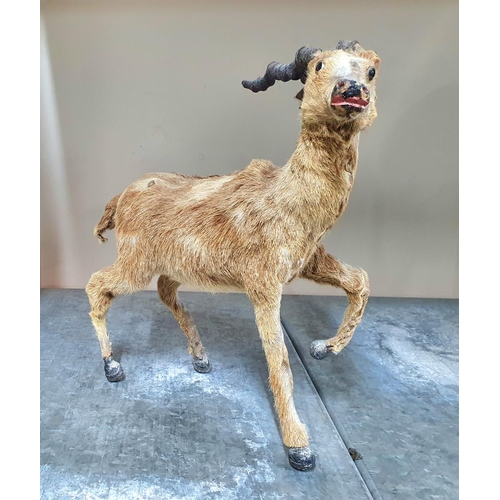 292 - RARE Victorian miniature curio baby Ibex type creature with fully grown horns taxidermy