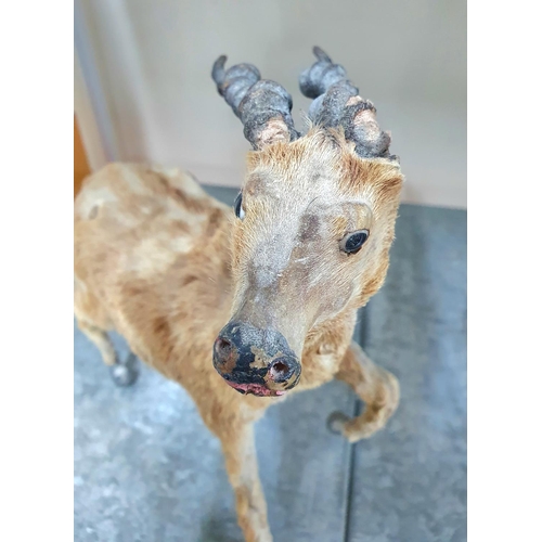 292 - RARE Victorian miniature curio baby Ibex type creature with fully grown horns taxidermy