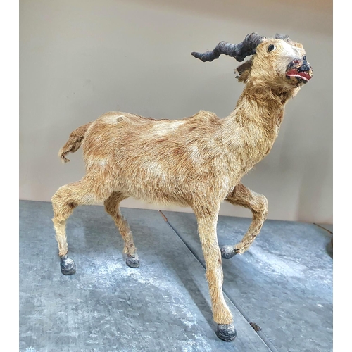 292 - RARE Victorian miniature curio baby Ibex type creature with fully grown horns taxidermy