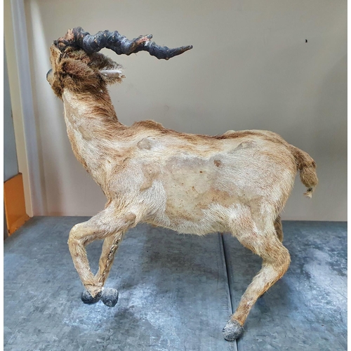 292 - RARE Victorian miniature curio baby Ibex type creature with fully grown horns taxidermy