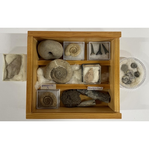 121 - Collection of fossils including 180 million year old Ammonites/Belemnites, a small arrow head and a ... 