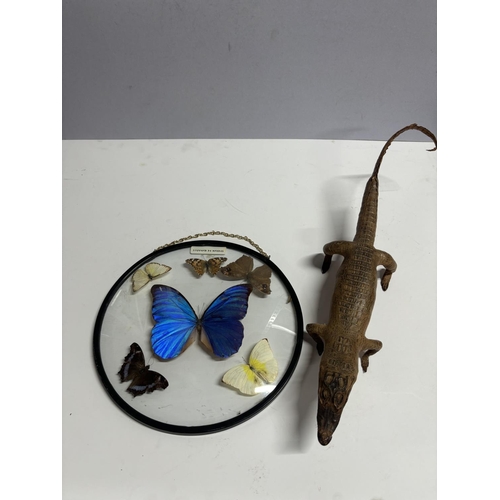 170 - Taxidermy baby Alligator and framed Butterflies (2)