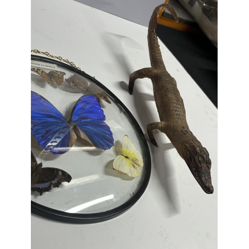 170 - Taxidermy baby Alligator and framed Butterflies (2)