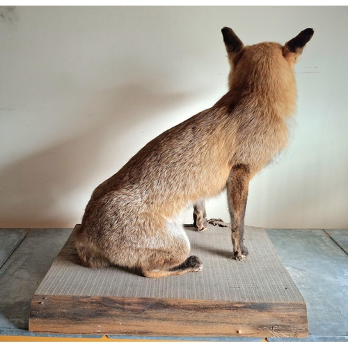 49 - Taxidermy of a Fox on a wood plinth