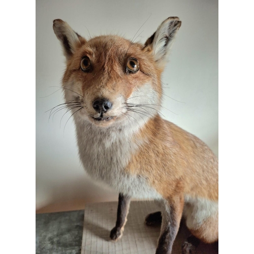 49 - Taxidermy of a Fox on a wood plinth