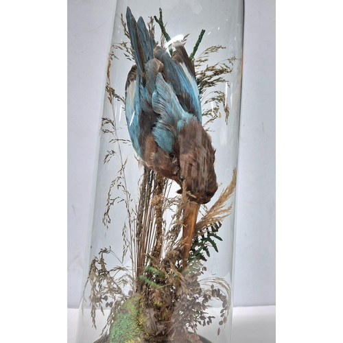 50 - Antique taxidermy of a Kingfisher type bird in foliage in its original thin, tall glass dome