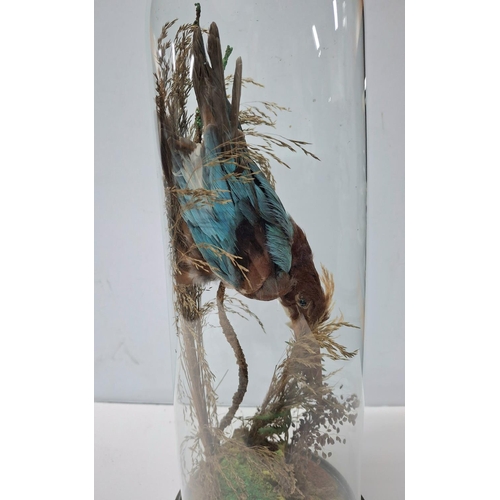 50 - Antique taxidermy of a Kingfisher type bird in foliage in its original thin, tall glass dome