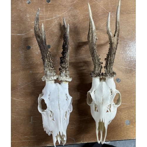 81 - Pair of Stags head skeletons complete with horns (2)