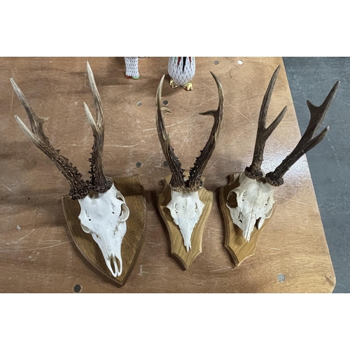 155 - Three Stags head skeletons complete with horns, all on wooden shield plinths (3)