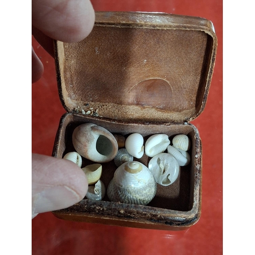 53 - 19c tiny leather trinket box with miniscule shells