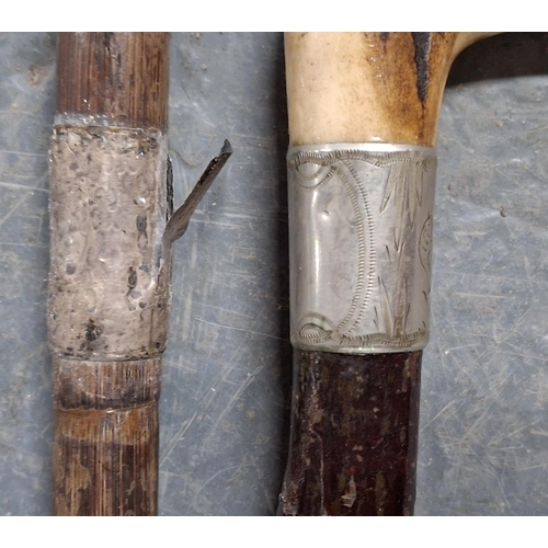 165 - Fine quality antique horn handled walking stick with a silver edged banding depicting a bird in foli... 