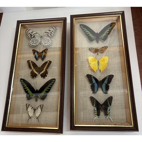 383 - 2 framed and glazed Butterflies from Peru and Cameroon