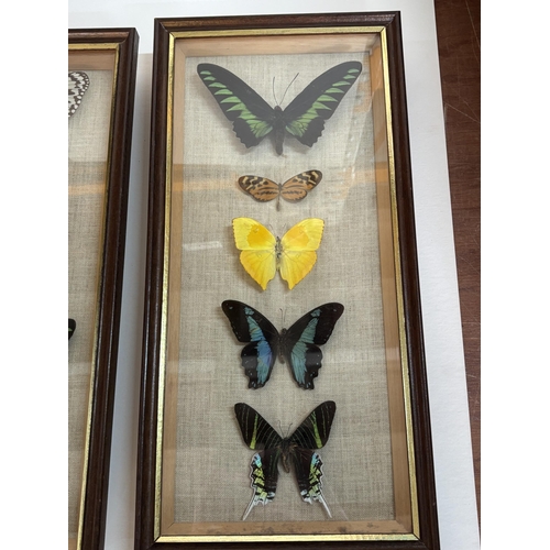 383 - 2 framed and glazed Butterflies from Peru and Cameroon