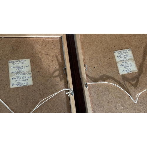 383 - 2 framed and glazed Butterflies from Peru and Cameroon