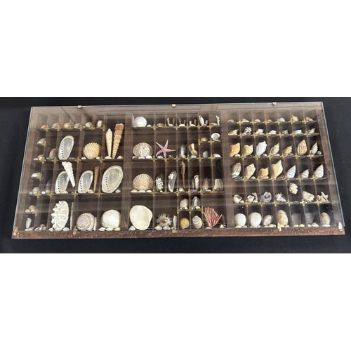 384 - Large Display case containing various shells