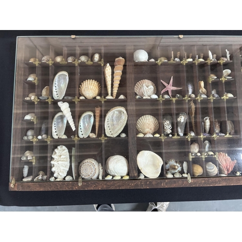 384 - Large Display case containing various shells