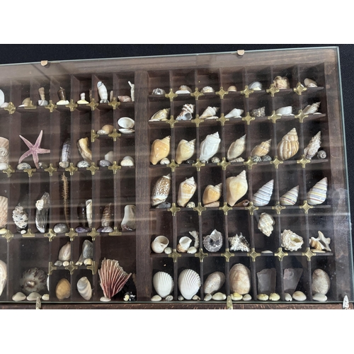 384 - Large Display case containing various shells