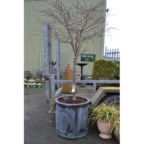 11 - Small Tree in Fibre Glass Plant Pot