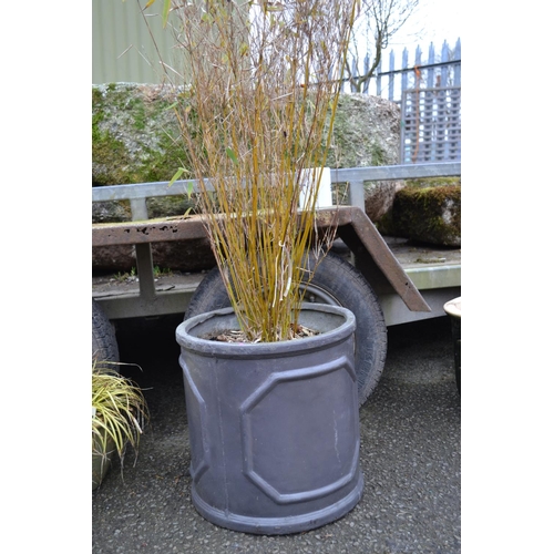 13 - Fibre Glass Planter & Planted Bamboo