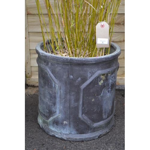 6 - Planted Bamboo in Fibre Glass Planter