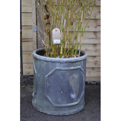 8 - Bamboo in Fibre Glass Planter