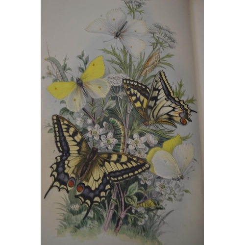 467 - British Butterflies with 32 Hand Painted Plates. By H Noel Humphreys N.D. (1859).