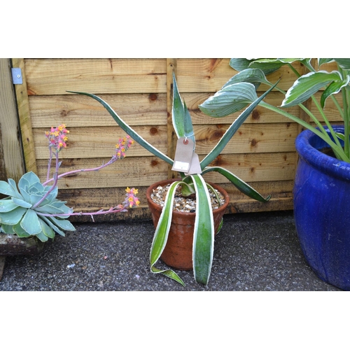 6 - Large Agave in pot