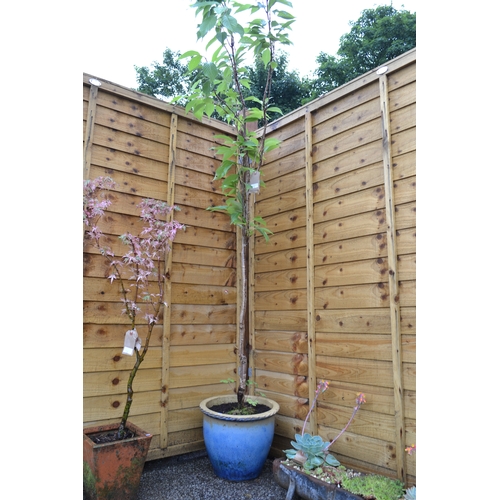 4 - Upright cherry tree in pot