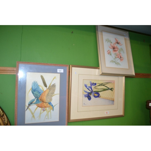 277 - 2 watercolours. 1 of a kingfisher and 1 of poppies. 1 limited edition print of an Iris by S T Mar.