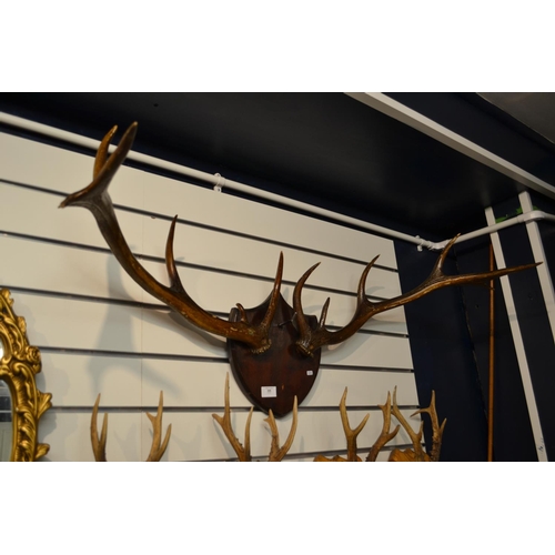 506 - 12 Pointer Framed Stag Horns