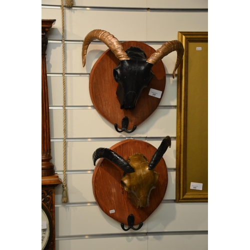 459 - Pair of decorated mounted rams skulls with coat hooks