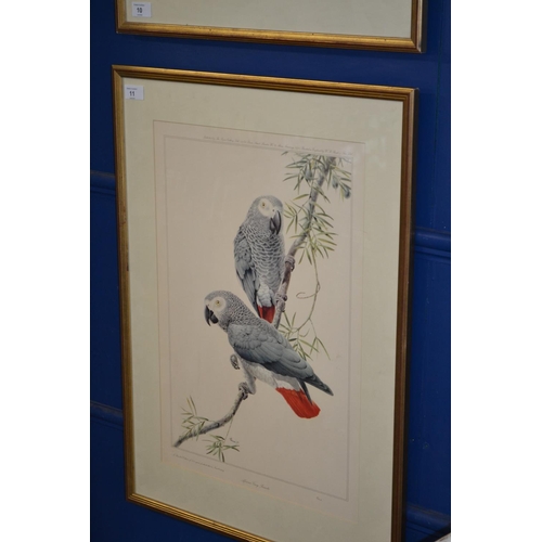 11 - Signed Ltd. Ed. 318/350 African Grey  Parrots, signed Réna 54 x 73 cm