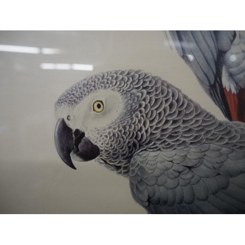 11 - Signed Ltd. Ed. 318/350 African Grey  Parrots, signed Réna 54 x 73 cm