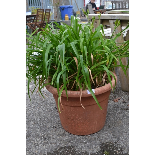 117 - Potted day lily. Height 70 CM.