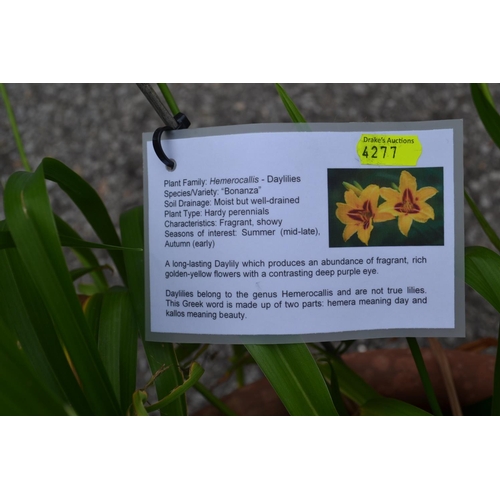 117 - Potted day lily. Height 70 CM.